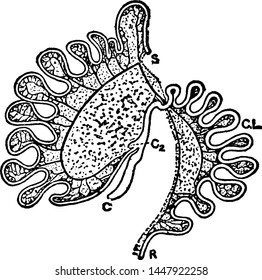 Intestinal Tract of Macropus Bennetti, vintage illustration.