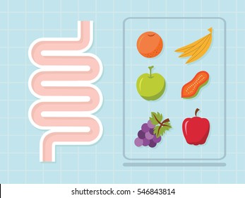 Intestinal vector design ,healthy concept ,Vector illustration.