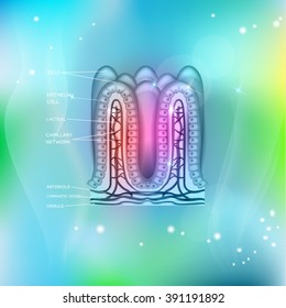 Intestinal villi anatomy on a beautiful light blue mesh background