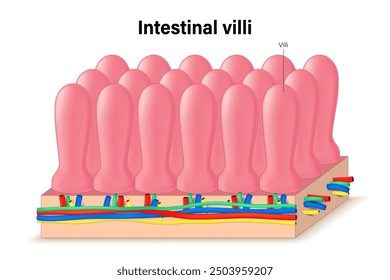 Intestinal villi. Cross section of intestinal jejunum. Digestive organ. Medical education. 