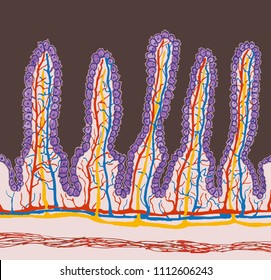 Lacteal Images, Stock Photos & Vectors | Shutterstock