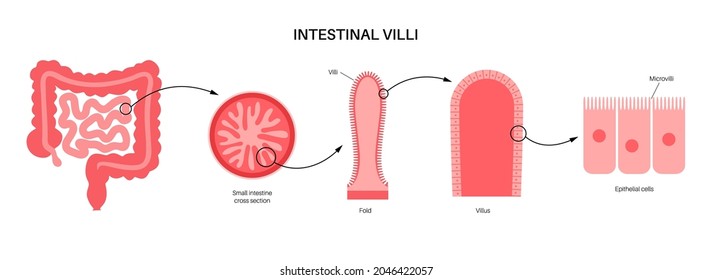 Intestinal villi diagram. Surface area of intestinal walls. Small intestine cross section, fold, villus, microvilli and epithelial cells. Digestive system medical flat vector illustration for clinic