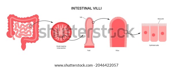 Intestinal villi diagram. Surface area of\
intestinal walls. Small intestine cross section, fold, villus,\
microvilli and epithelial cells. Digestive system medical flat\
vector illustration for\
clinic