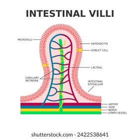 Intestinal villi. Microvilli. Intestinal epithelium. Villi absorb nutrients from the food. Intestinal epithelial cells with capillary network. Enterocyte and Goblet cell. Vector illustration. 