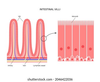 Villi intestinales en la superficie de las paredes intestinales. Folds, villus, microvilli, células epiteliales y glóbulos. Afiche anatómico del intestino delgado. Ilustración del vector plano médico del sistema digestivo.