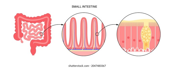 Intestinal villi in the surface area of intestinal walls. Folds, villus, microvilli, epithelial and goblet cells. Small intestine anatomical poster. Digestive system medical flat vector illustration.