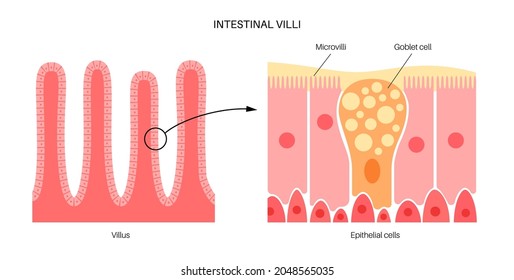 Intestinal villi in the surface area of intestinal walls. Folds, villus, microvilli, epithelial and goblet cells. Small intestine anatomical poster. Digestive system medical flat vector illustration.