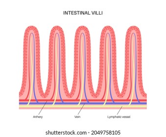 128 Mucosa folds Images, Stock Photos & Vectors | Shutterstock