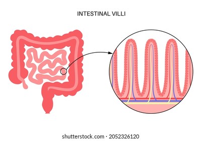 Intestinal villi in the surface area of intestinal walls. Folds, villus, microvilli, epithelial and goblet cells. Small intestine anatomical poster. Digestive system medical flat vector illustration.