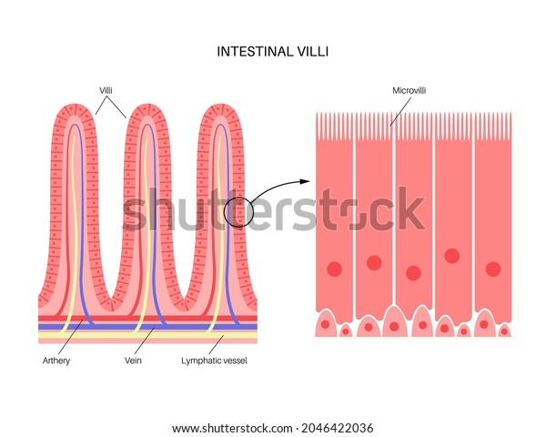 Intestinal villi in the surface area of\
intestinal walls. Folds, villus, microvilli, epithelial and goblet\
cells. Small intestine anatomical poster. Digestive system medical\
flat vector\
illustration.