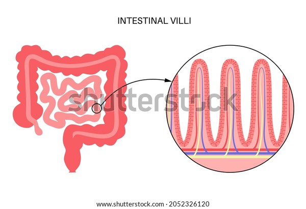 Intestinal villi in the surface area of\
intestinal walls. Folds, villus, microvilli, epithelial and goblet\
cells. Small intestine anatomical poster. Digestive system medical\
flat vector\
illustration.