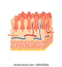 Intestinal wall anatomy. Medical science vector illustration. Internal human organ: mucosa, muscularis externa, serosa and villi. Education illustration