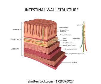 Intestinal Wall Structure. Stomach Wall Layers Detailed Anatomy