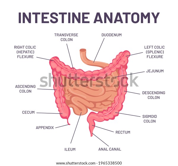 Intestine anatomy. Human body digestive system\
bowel infographic with duodenum, colon and jejunum. Internal\
abdominal organ vector structure. Medical education, hospital or\
school banner
