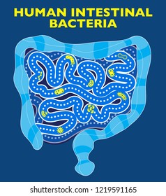 Intestine bacteria and viruses. Presence of forms and organisms, human microbiota. Symbionic microorganisms living with the human organism. Intestinal flora