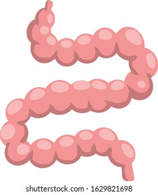 Intestine. Internal human organ. Long pink Gut. Digestive canal and system. Healthy bowel. Medical health. Cartoon flat illustration