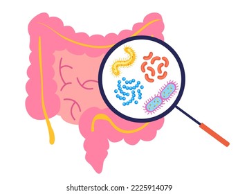 Intestine with magnifier searching bacteria flora digestive concept. Vector graphic design illustration element
