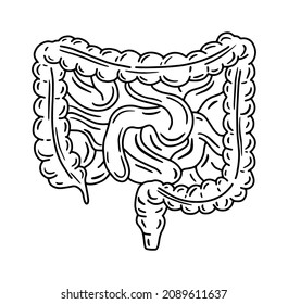 Intestine, small bowel and large colon vector anatomical illustration in doodle sketch style. Digestive system and internal organs of human