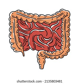 Intestine, small bowel and large colon vector anatomical illustration in doodle sketch style. Digestive system and internal organs of human