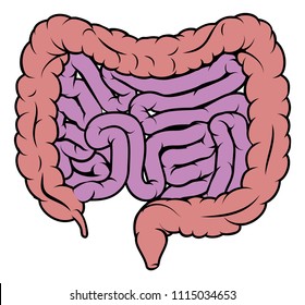 Intestines digestive system human gut gastrointestinal tract anatomy diagram