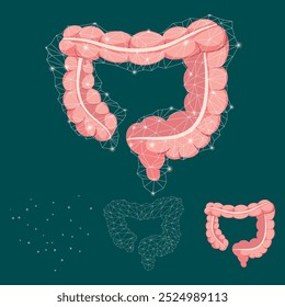 The intestines or digestive system of a person. A healthy digestive system. large intestine. Pink, red and white colors.