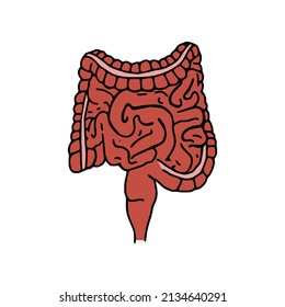 Intestines doodle vector illustration. Digestive system cartoon icon isolated on white background
