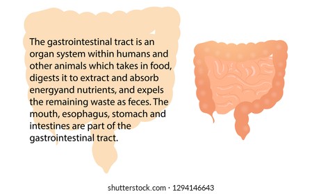 Intestines function vector. Internal organs functions vector design