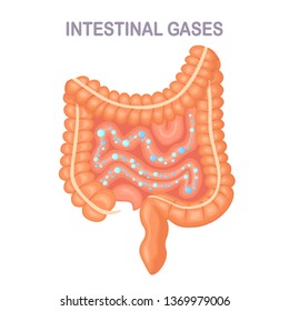 Intestines, guts with bubble isolated on background. Digestive system, tract with intestinal gas. Bloating, gastritis. Digestive problem. Medicine, biology concept. Colon, bowel Vector flat design