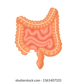Intestines, guts isolated on white background. Digestive tract. Colon, bowel. Vector cartoon design
