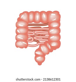 intestines human body part icon