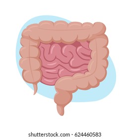 Intestines illustration. Human internal organs. Vector illustration