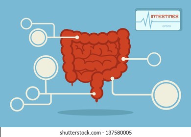 Intestines infographics vector