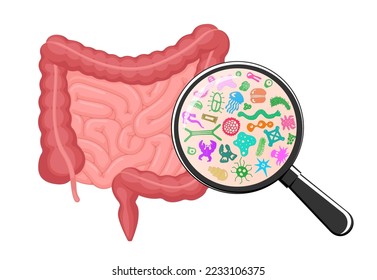 Intestines microscopic bacterias magnification. Human intestine microbiome concept. Gut microflora by magnifying glass. Bowel probiotic microbiota. Digestive internal organ microbiology flora. Vector