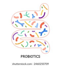 Darm und Probiotika. Verschiedene bunte Mikrobiome und Mikrobiota. Bifidobacterium und Lactobacillus ergänzen isolierte Elemente. Gastrointestinale Gesundheit Vektorgrafik Cartoon flache Illustration