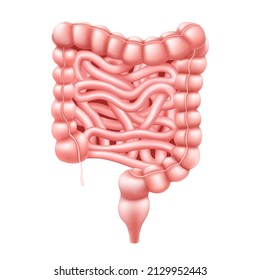 Intestines. Realistic 3d Vector Illustration Of Small And Large Intestine. Human Internal Organ, Digestive Tract. Vector Illustration Isolated On White Background.