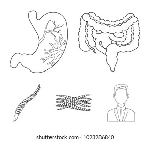 Intestines, stomach, muscles, spine. Organs set collection icons in outline style vector symbol stock illustration web.