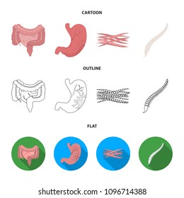 Intestines, stomach, muscles, spine. Organs set collection icons in cartoon,outline,flat style vector symbol stock illustration web.
