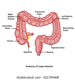 Vector Illustration Human Large Intestine Anatomy Stock Vector (Royalty ...