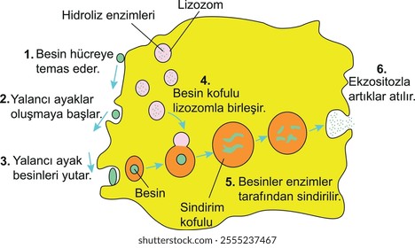 Intracellular digestion, digestion, cell, biology, intracellular