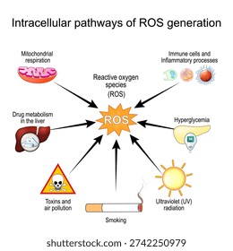 Intracellular pathways of ROS generation. Reactive oxygen species. Vector illustration. Medical diagram.