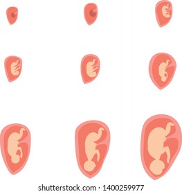 Intrauterine development of the fetus. Illustration for infographics. Medical poster.
