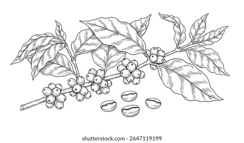 The Intricate Beauty of Coffee Plant A Close Look At Nature's Bounty