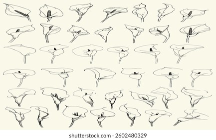 Intricate black line art of calla lilies for luxury wedding logos, modern stationery, chic decor, trendy greenery, feminine botanical branch, high-end branding, luxury invitations, floral design