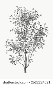 Intricate black and white botanical illustration of a tree with detailed leaves and branches. Botanical art showcasing tree and leaves in a classic style. Vintage botanical illustration vector.