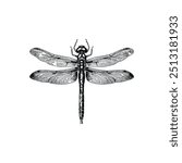 Intricate black and white dragonfly from top view. Vector illustration design.