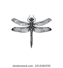 Intricate black and white dragonfly from top view. Vector illustration design.