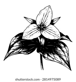 Intricate black and white drawing of a botanical flower with detailed leaves and petals, suitable for artistic, botanical, or decorative projects.