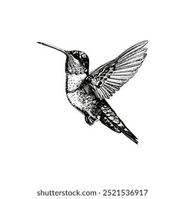 Intricate Black and White Hummingbird. Vector illustration design.