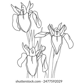 Intricate black and white line drawing of three iris flowers. Ideal for coloring books, botanical illustrations, floral designs, and nature-themed art projects. High-resolution vector cartoon image