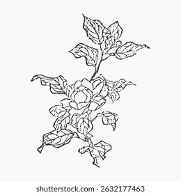 Intricate black and white line drawing of a flowering plant with detailed leaves and petals. Botanical illustration of a plant with artistic linework. Vintage art illustration vector.